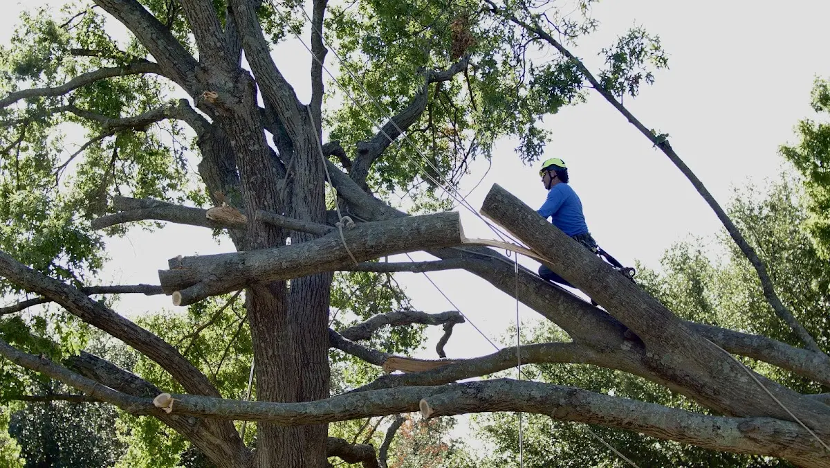 Professional Crown Thinning performed by certified arborists in Powell Butte